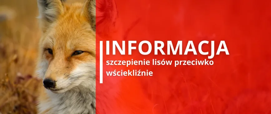 Informacja o szczepieniach lisów na Podkarpaciu